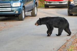 black bear crossing the road in the Smoky Mountains